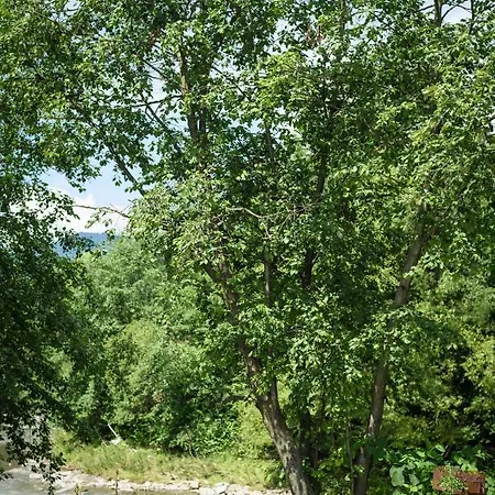 вудхарт2 Ясиня